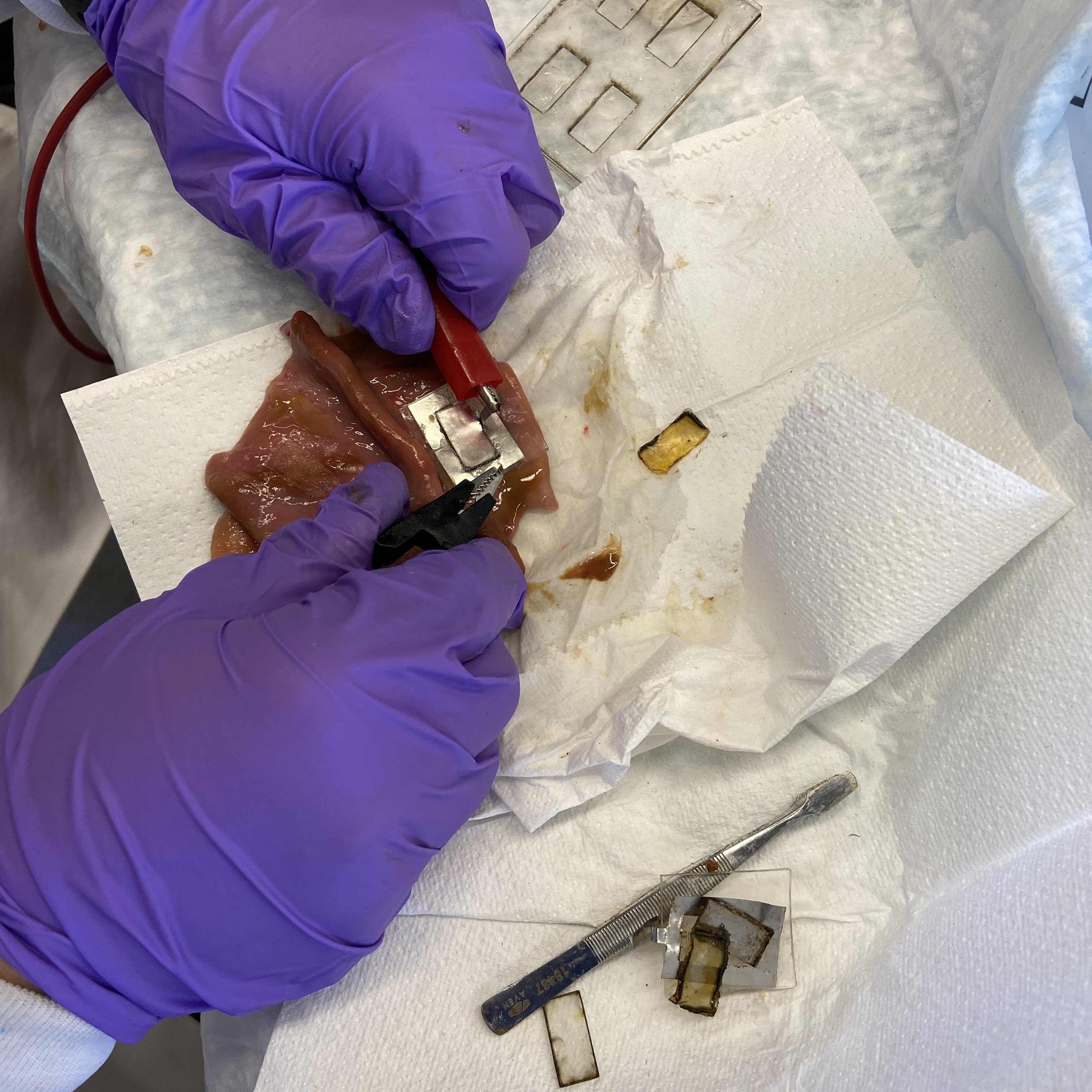 Electroadhesive Hydrogel Interface - Featured